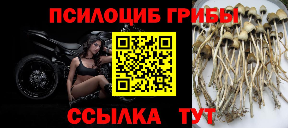 Псилоцибиновые грибы Psilocybe Сургут